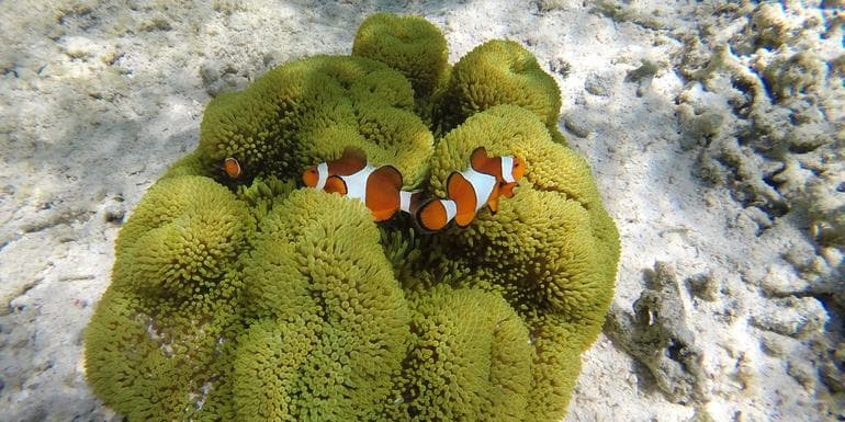 Billede - Classic Bali & Komodo Island