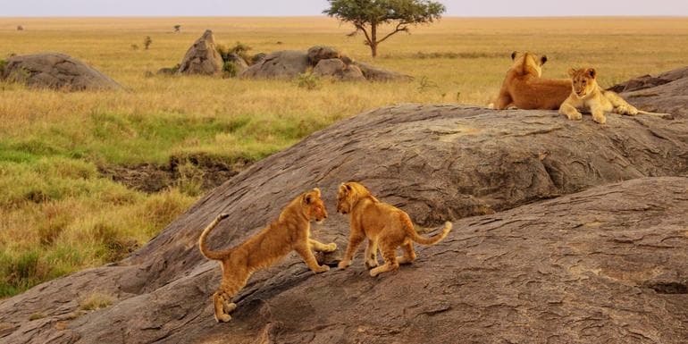 Imagen - East Africa Overland: Serengeti & Safari Drives