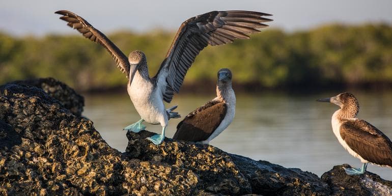 Bild - Galápagos Express Adventure: Wilderness & Wildlife