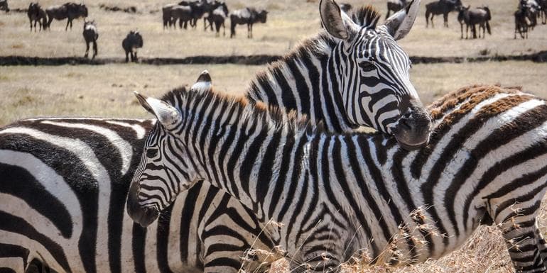 Bilde - Kenya Camping Safari