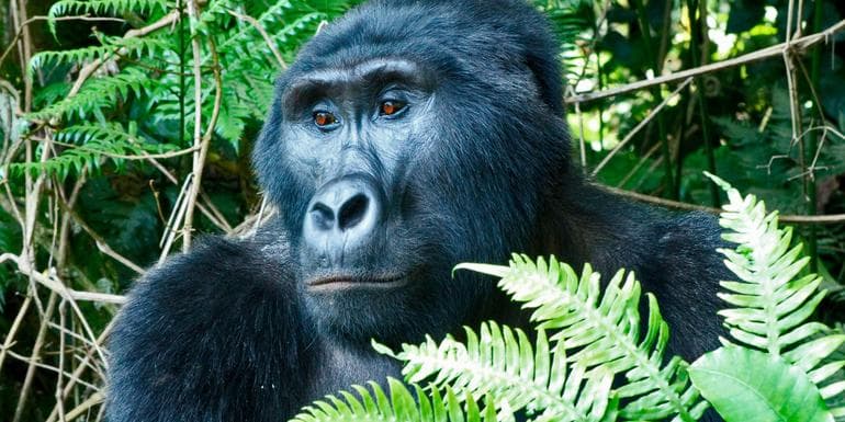 Изображение - Masai Mara & Gorilla Adventure