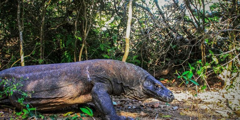 Bilde - Indonesia: Bali & Komodo Island