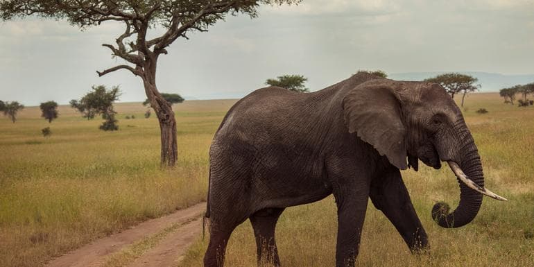 Bild - Victoria Falls & Serengeti Overland: Lakes & Landos