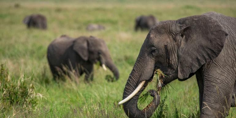 Image - Kenya to Uganda Overland Safari with Participation Camping