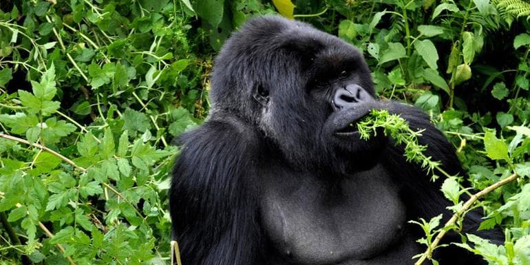 Image - Journeys: Legendary Wildlife of Rwanda & Kenya