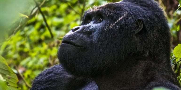 Bild - Uganda Overland: Gorillas & Chimps