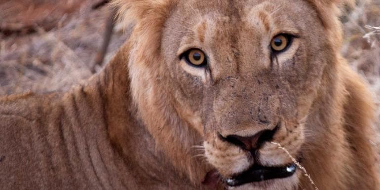 Imagem - Kruger in Depth