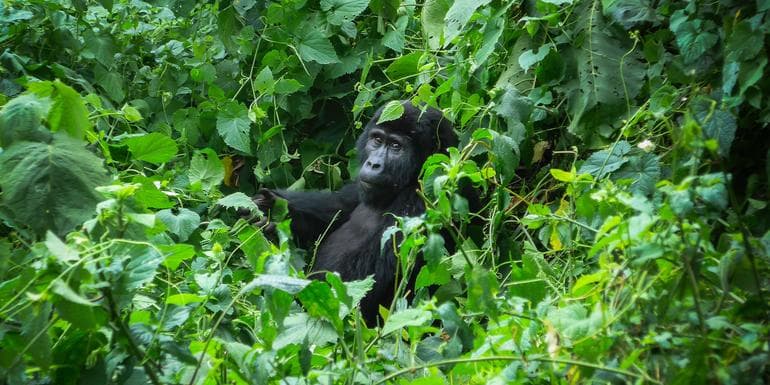 Image - Gorillas of Uganda Overland Safari & Participation Camping