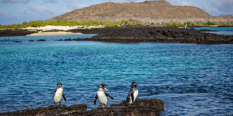 Imagen - Galápagos – Central and East Islands aboard the Reina Silvia Voyager