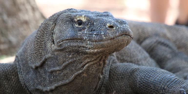 Bild - Bali and Komodo: Dragons, Rice Terraces & Cultural Ceremonies