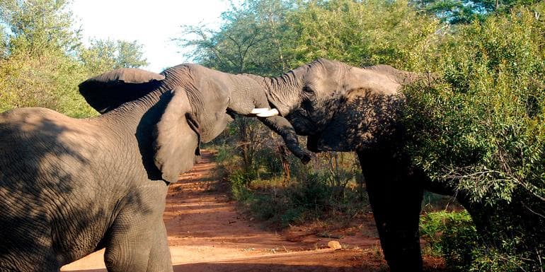 Bild - Best of Africa's Wildlife: Cape Town, Kruger, Hwange, & Chobe