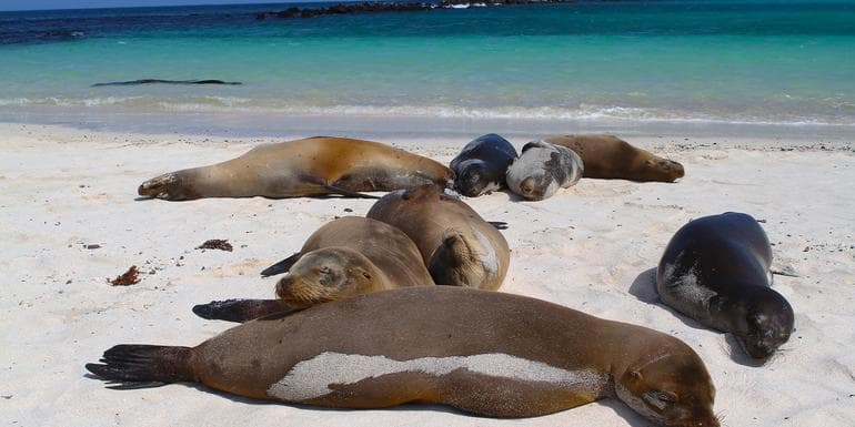 Bild - Galápagos — West & Central Islands aboard the Eden