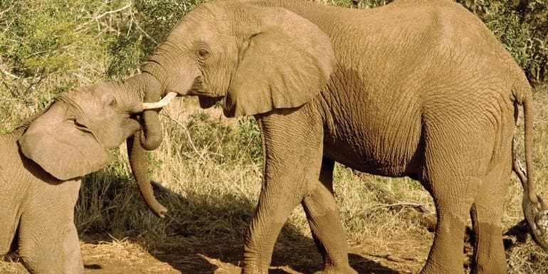 Изображение - Journeys: Kenya Safari Experience