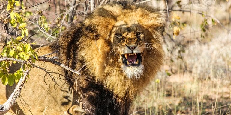 Immagine - Kruger, Falls & Zimbabwe: Mineral Pools & National Parks