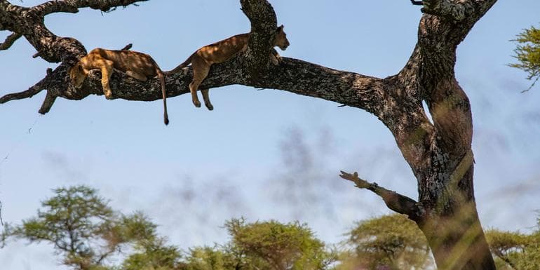 Bilde - Nairobi to Cape Town Overland Safari & Participation Camping