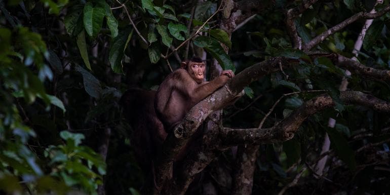 Bild - Borneo – East Sabah Adventure