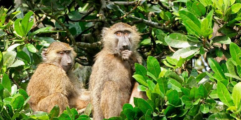 Изображение - East Africa In-Depth