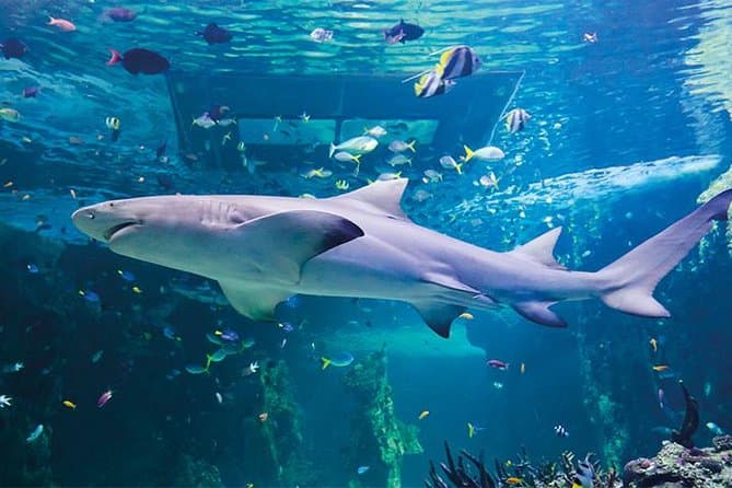 画像 - SEA LIFE London Aquarium ,London, United Kingdom