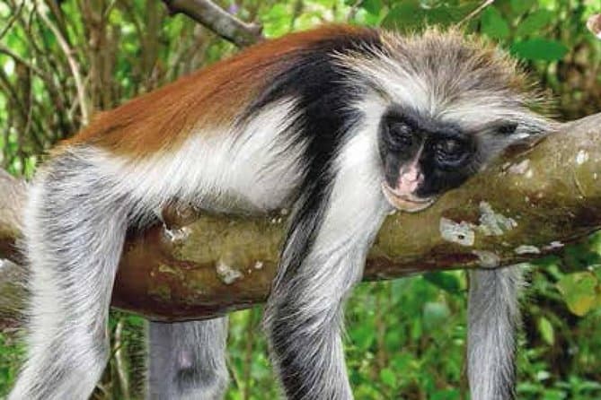 画像 - Half-Day Walking Tour in Jozani Jungle ,Zanzibar, Tanzania