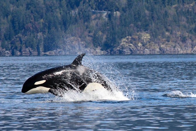 Image - Whale Watching, Vancouver Island, Canada