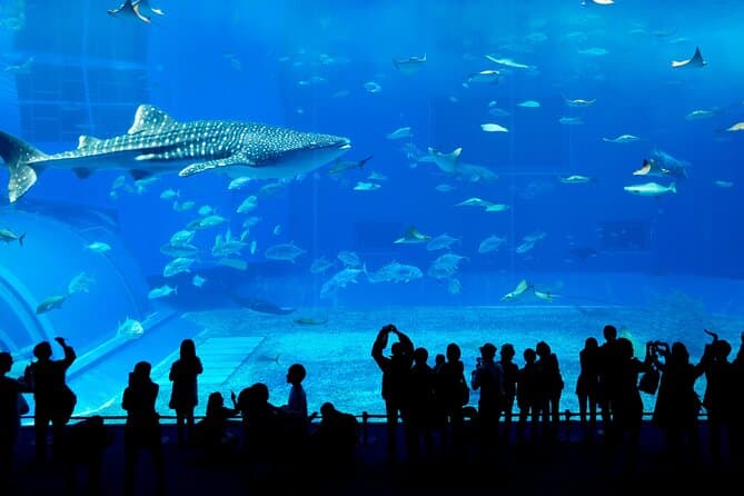 画像 - Dubai Aquarium, Dubai, United Arab Emirates