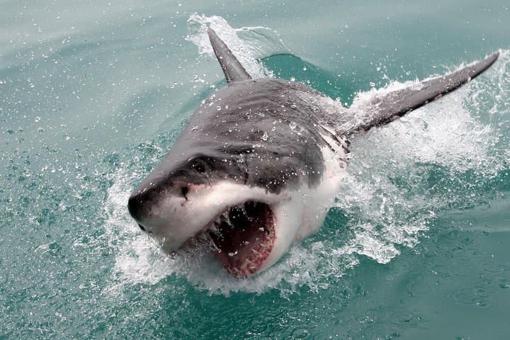 Image - Shark Cage Diving and Viewing from Cape Town