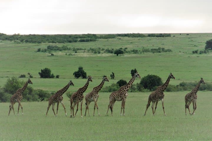 Image - Lake Nakuru National Park to Masai Mara Game Reserve  Kenya