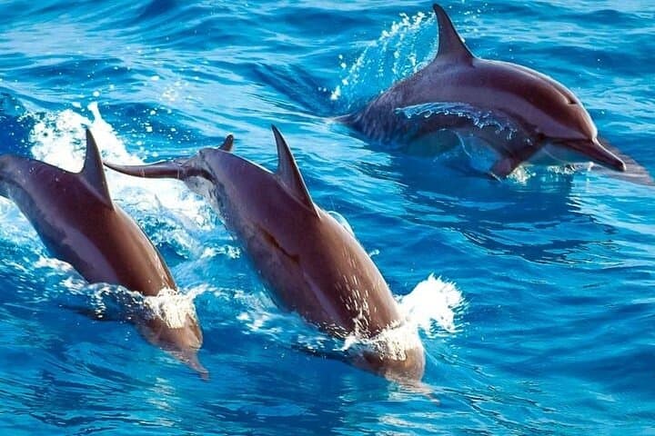 Image - Private Dolphin Tour and Snorkeling Zanzibar, Tanzania