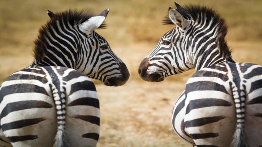 Image - Kenya Clásica, Sopa Lodges