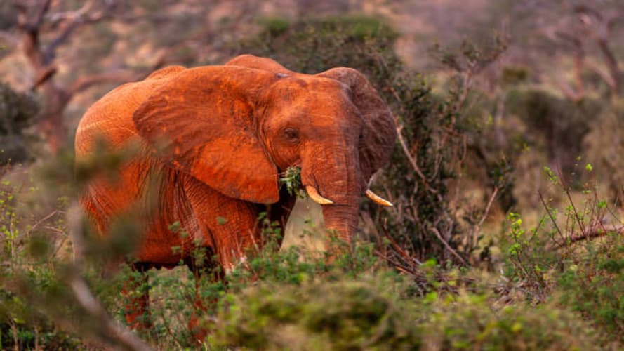 Image - 3 Giorni Da Watamu allo Tsavo e Taita Hills in 4x4 Jeep Privata