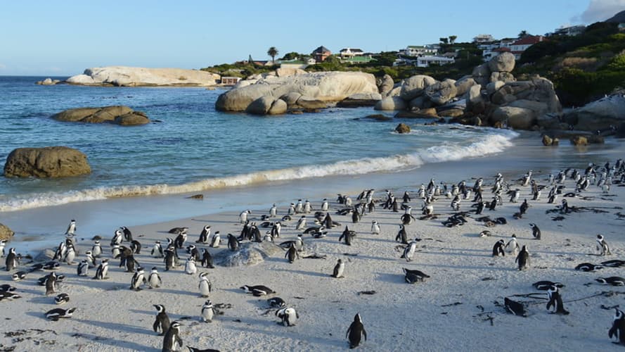 Bild - Kapstadt bis St Francis Bay, Luxus