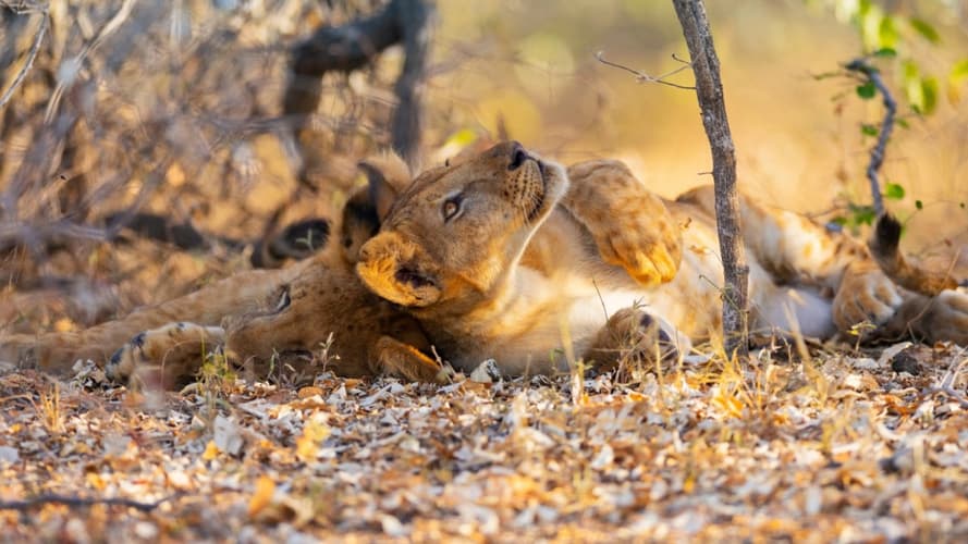Bild - PS - Parcs du Sud de la Tanzanie & Zanzibar : entre nature préservée et farniente 3*
