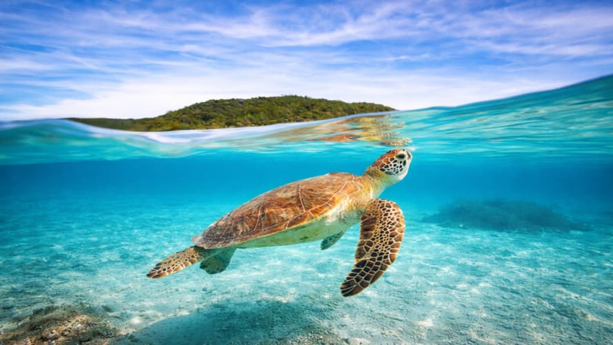 Imej - Natural Aquarium Tour (3 Gili Islands) - Pranzo incluso