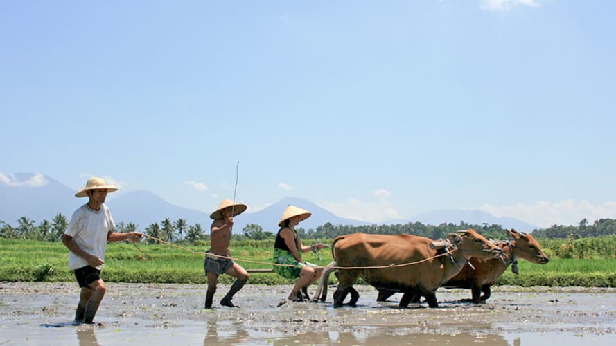 Image - Bali Local Farming (Pranzo Incluso)