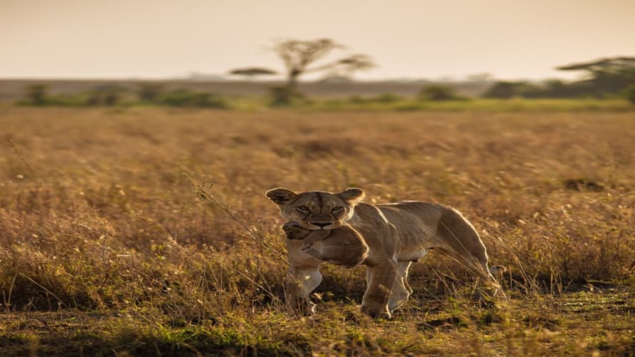 Immagine - Best of Tanzania with Zanzibar