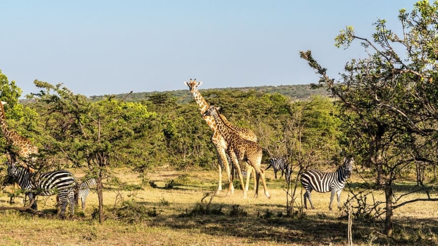 Immagine - Safari au Kenya Extension Zanzibar 10 Nuits