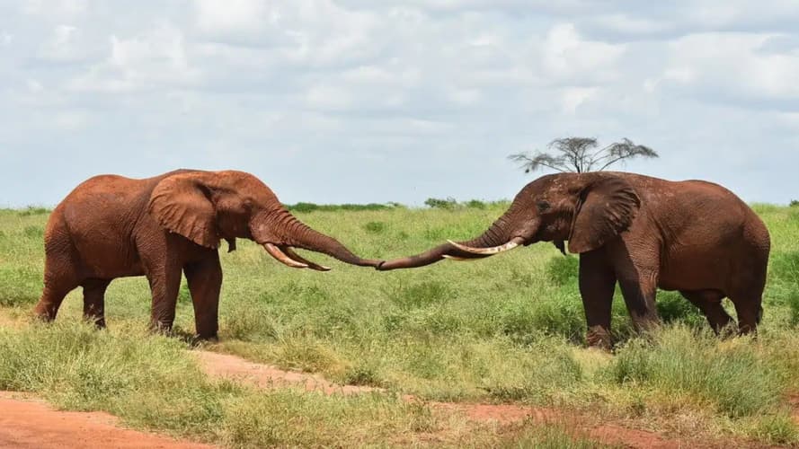 Образ - Lettera dal Kenya