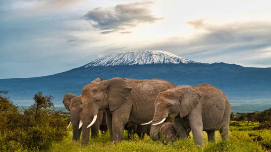 Immagine - Sarova Whitesands & 3 Nights Tsavo Amboseli Safari