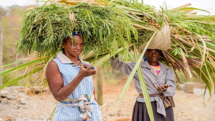 Image - Hôtels 4*- Découverte 3 îles Santiago; São Vicente; Santo Antão