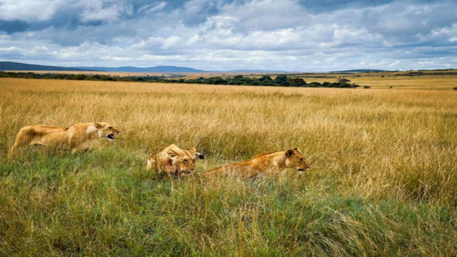 Immagine - Voyager Beach Resort & 1 Night Tsavo Safari