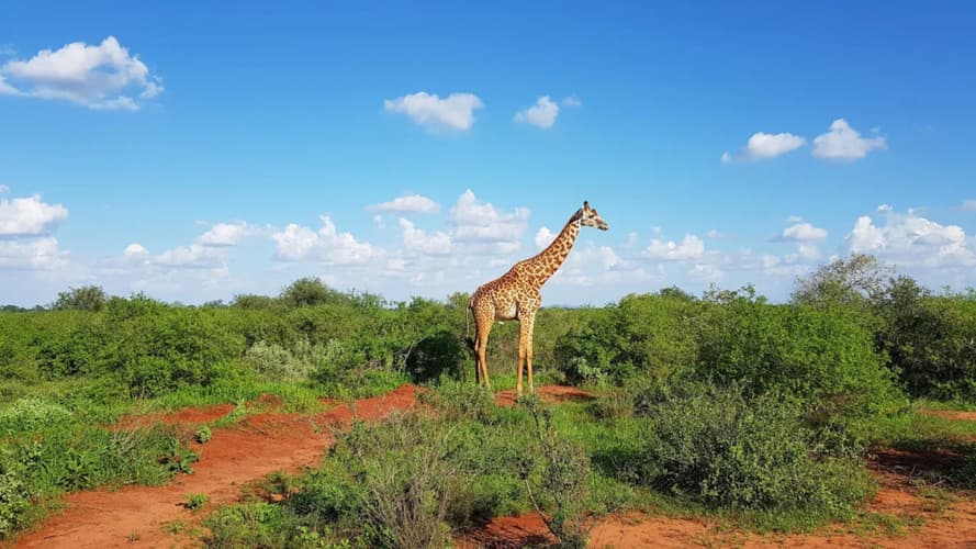 Immagine - Leopard Beach Resort & 2 Nights Tsavo Safari