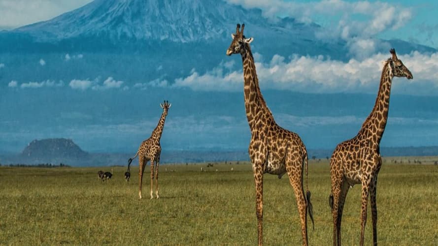 Immagine - Severin Sea Lodge & 3 Nights Tsavo Amboseli Safari