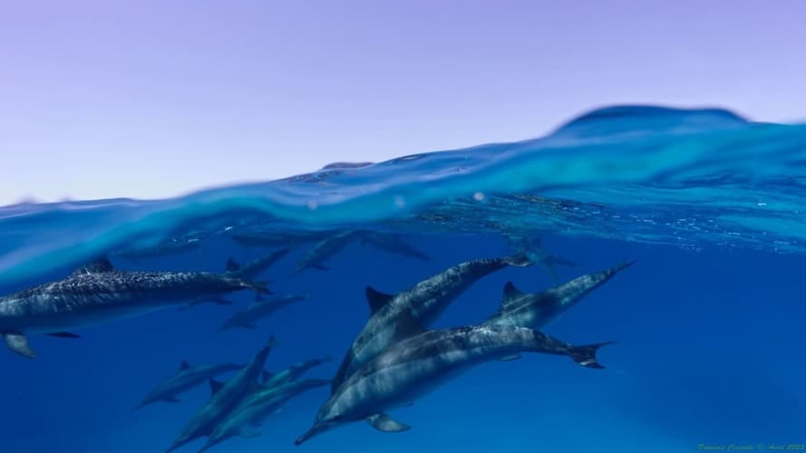 Imagen - Detente et decouverte en Egypte