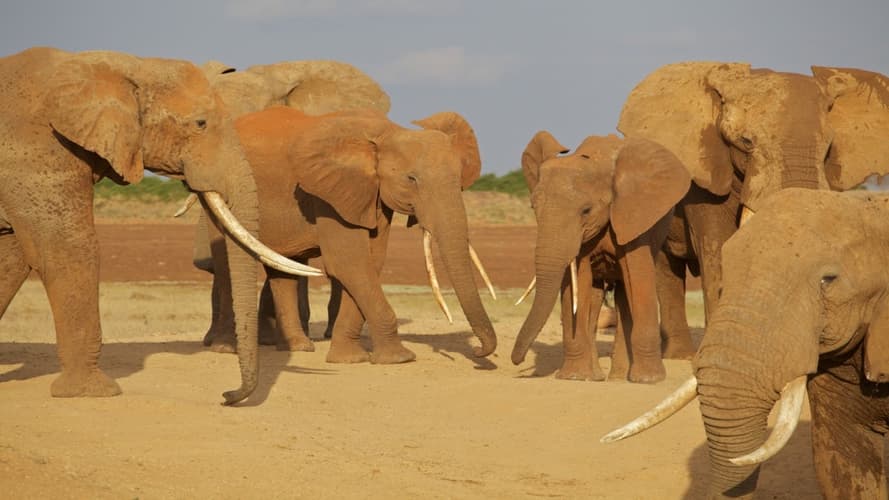 Immagine - 4 Giorni Tsavo Amboseli E Taita hills da Watamu