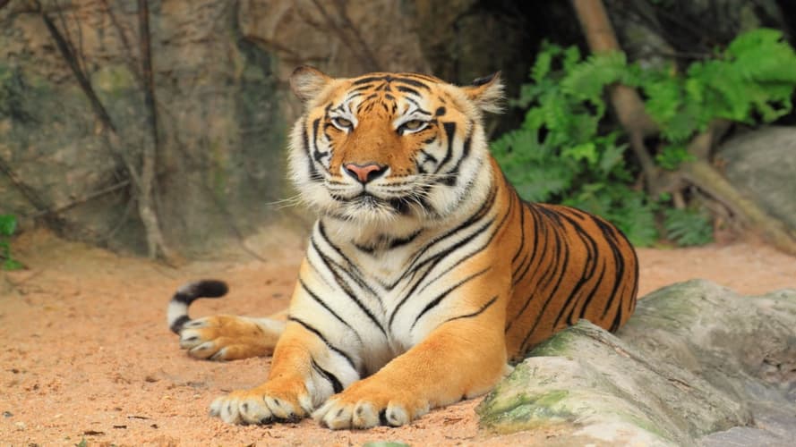 Image - 09 Triangolo D'oro Con Tigre