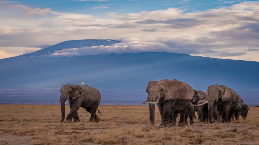 Image - Kenya Big Five Explorer Safari