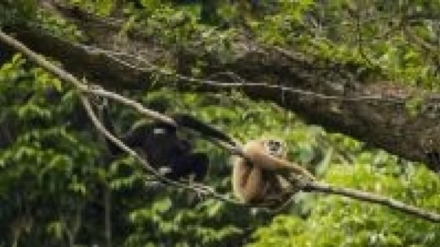 O6. SÜDTHAILAND, LANDESINNERE & MEER