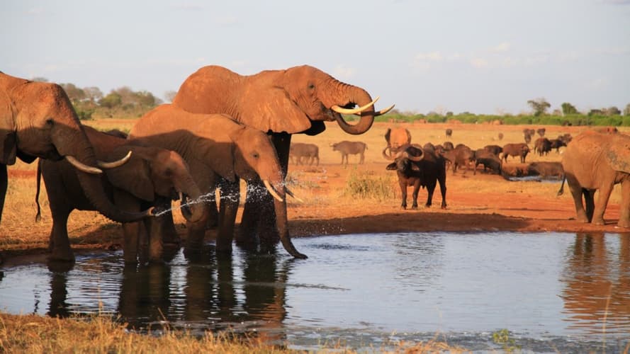 Billede - 2 Nights Safari Tsavo East