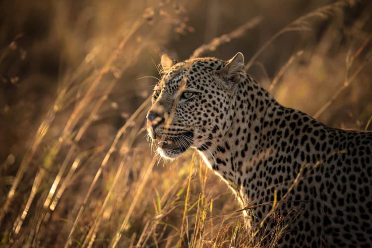 Imagen - Safari Nyoka Superior - Kenya y Tanzania en 4x4