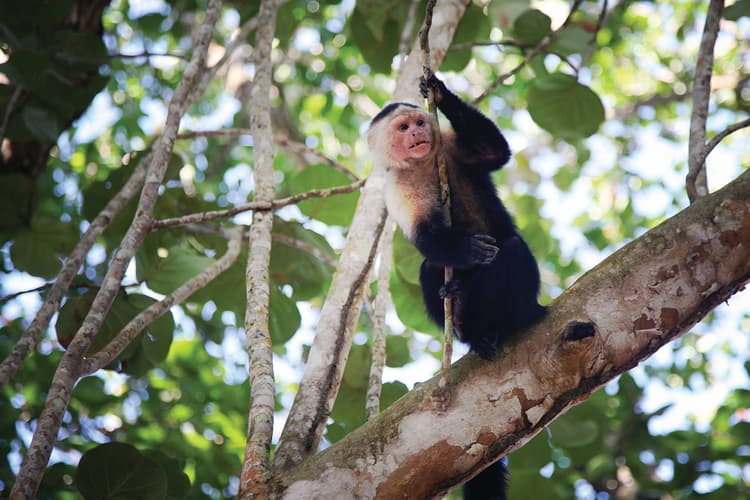 Imagen - Selvas, Playas y Volcanes